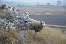 Dopłaty bezpośrednie do owiec