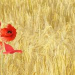 41 1 red poppy 143484 1280