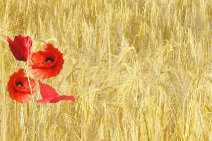 41 1 red poppy 143484 1280
