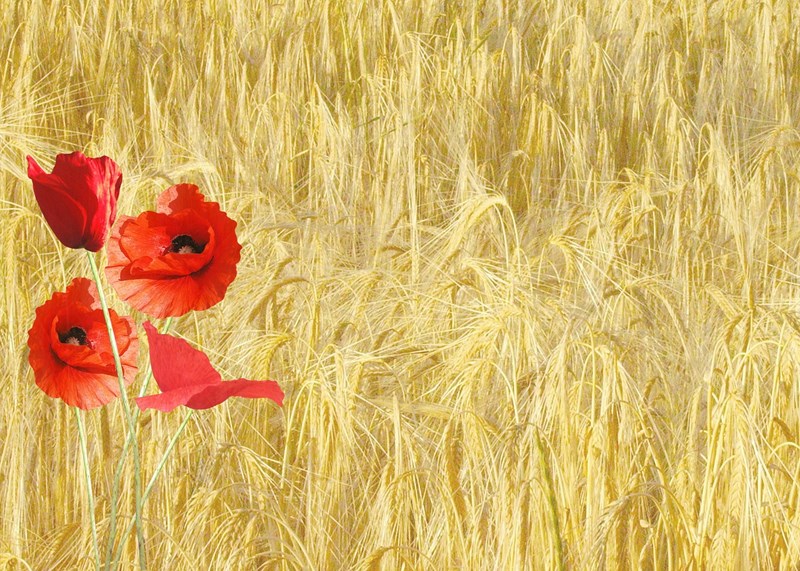 41 1 red poppy 143484 1280